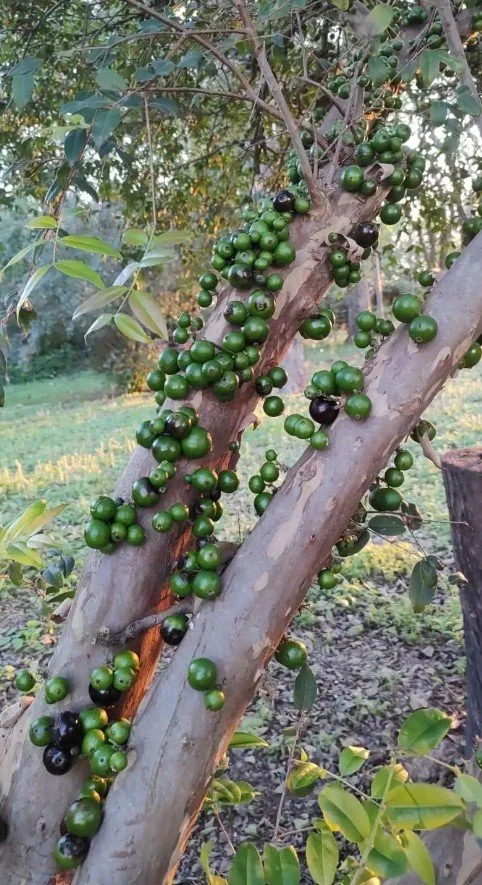 Jaboticaba Eldorado (Plinia sp.) — CRISP